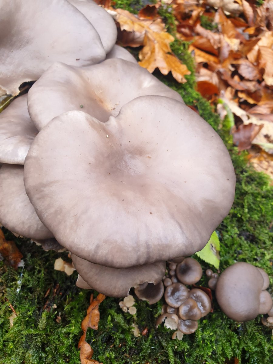 honeypotblogs's tweet photo. Magnificent cluster!! Look at bit oyster mushroomy but could be wrong! Any ideas @bernoid https://t.co/GBp5Lv1xWQ