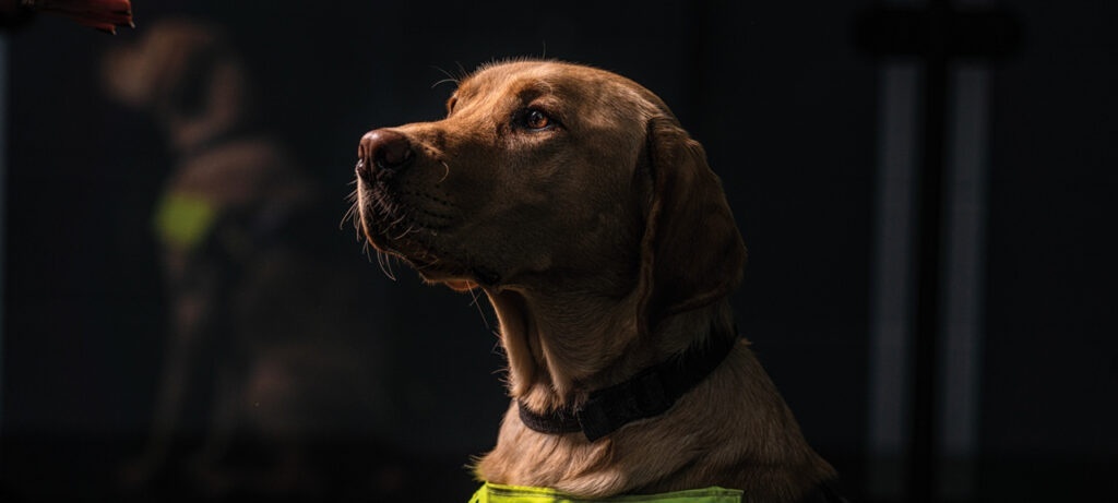 bigissuenorth's tweet photo. We just had to end the week on this gorgeous image by CatsDogPhotography, featured in our latest issue 🐕 ⁠
⁠
@guidedogs 

https://t.co/f61vV7NN25

#GuideDog #WorkingNotBarking #BigIssueNorth #WorkingNotBegging #fundraising #dogsoftwitter https://t.co/HhDOCqnIRJ