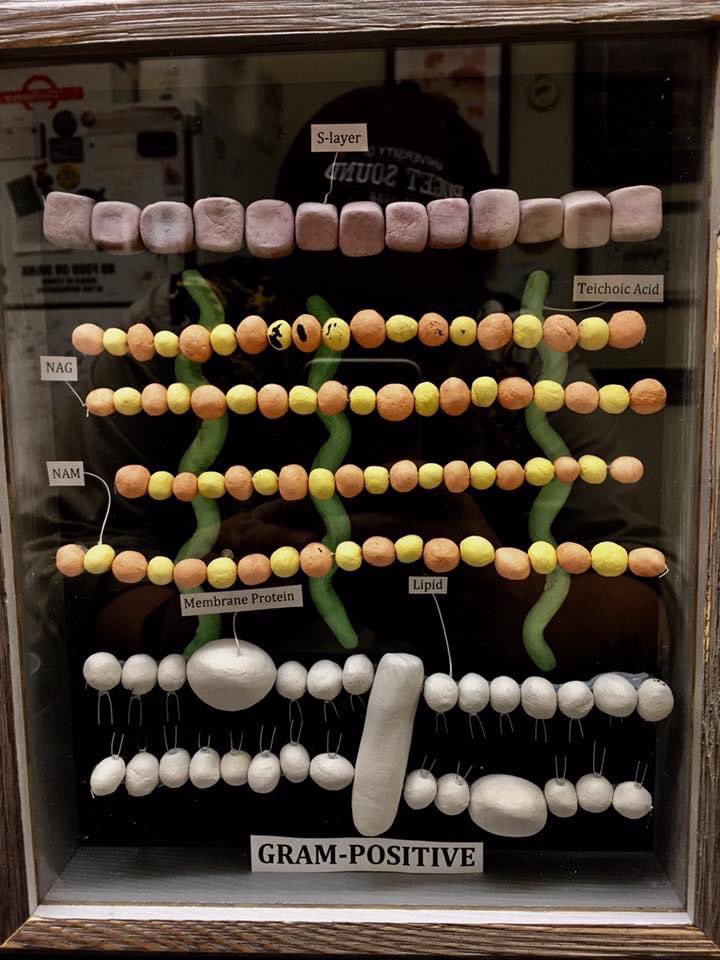 markowenmartin's tweet photo. From five years ago: I enjoy these #CreativeExtraCredit projects from my #Bio350 #Micronauts. The students always amaze me. #StudentCreativity #MicrobialArt @ASMicrobiology @univpugetsound https://t.co/1PlfumdViN