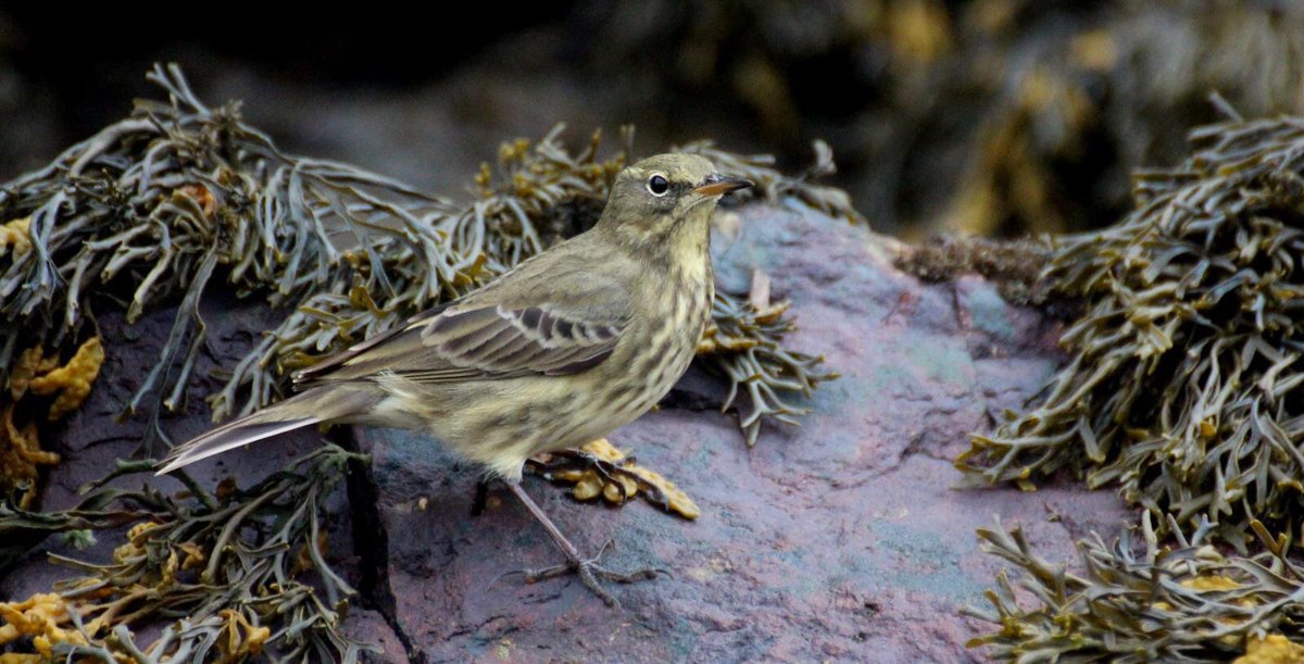 A rock pipet. It would be overlooked by many for being ‘boring’. 30 minutes I stayed watching this shy little bird 🥰