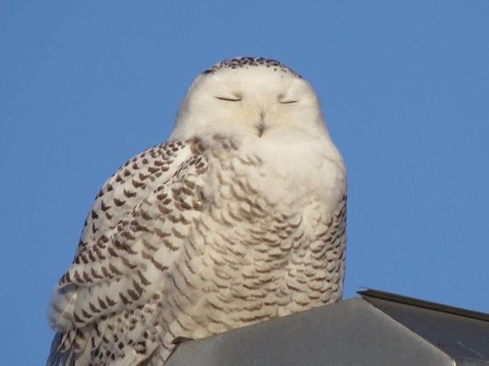 mjskol's tweet photo. @WansteadBirder Excellent find and photo! There’s been several sightings along Ohio’s Lake Erie coastline. Hoping one makes it further inland. Photo of my first Snowy Owl in the county where I live. https://t.co/DmBKee2dKd