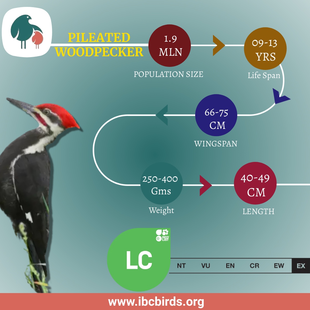 #IBCBIRDS #BIRDS

Pileated woodpeckers are social and often live in groups. The mated pair stays together on its territory all year round and is not migratory. 

#Birdfacts #Birds #Woodpecker