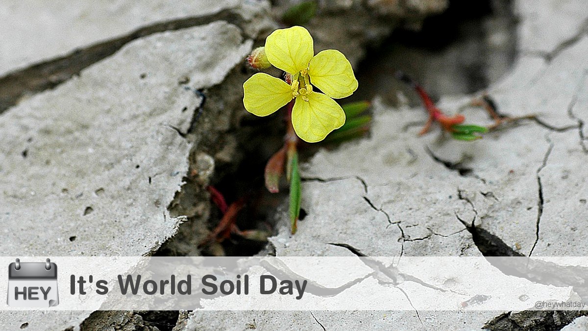 HeyWhatDay's tweet photo. It's World Soil Day! 
#WorldSoilDay #SoilDay #Environment https://t.co/kxAOHJyAuk