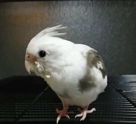 オカメインコ探しています #北九州市 #迷い鳥 #迷子鳥 tweet media