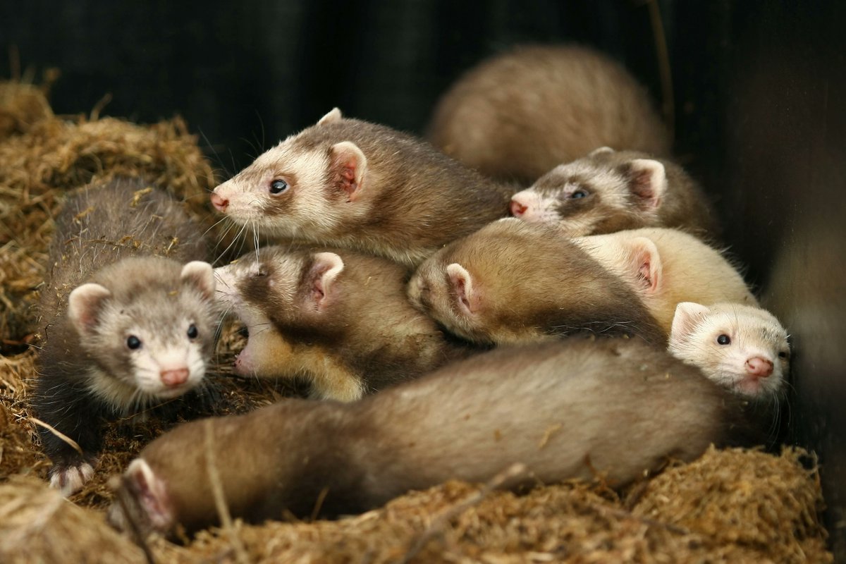 A group of ferrets is called a business