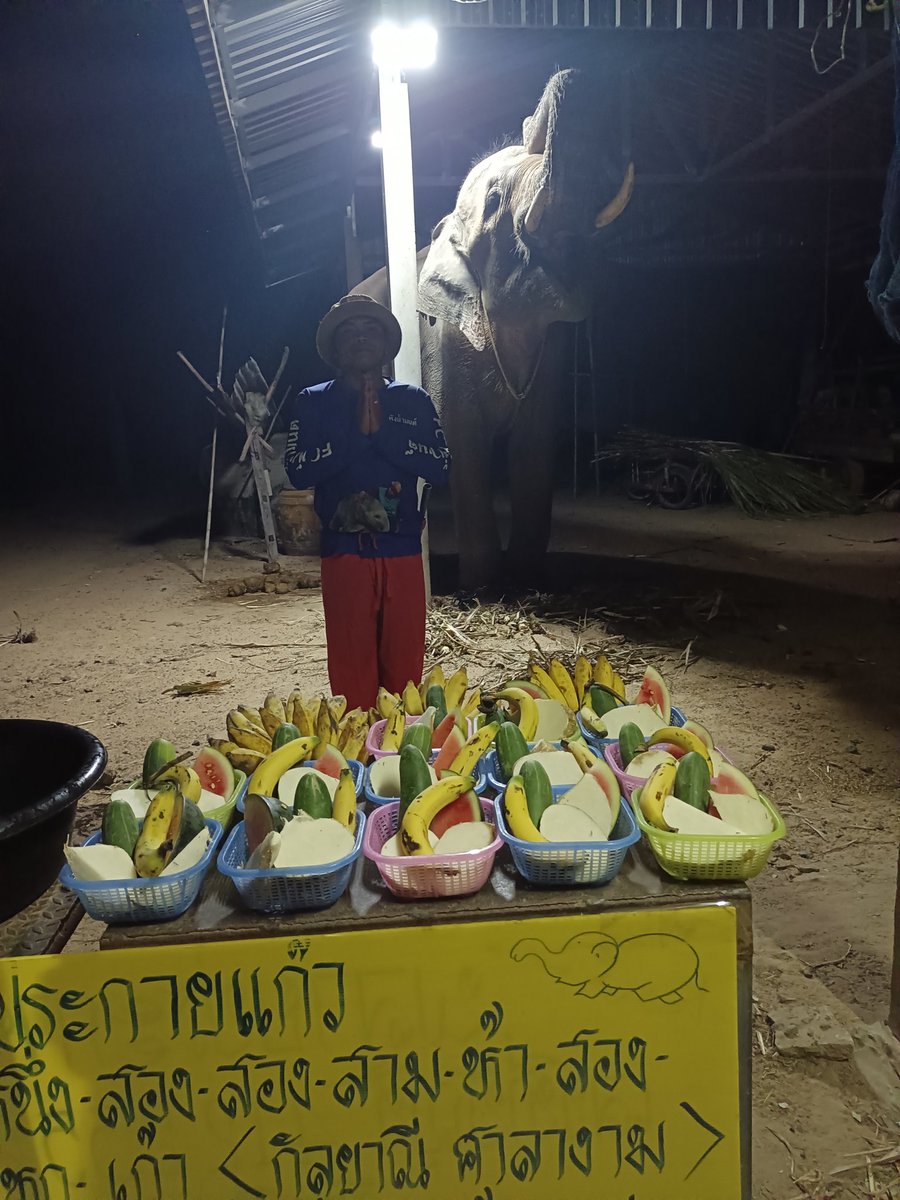 ann03072555's tweet photo. พี่ควาญและน้องช้างพลายประกายแก้ว ขอขอบพระคุณที่เมตตาป้อนผลไม้ช่วยช้างตกงาน ในนามของซูบิน TOMOROW X TOGETHER และโมอาไทย ขอให้ทุกท่านมีความสุขมากๆ สุขภาพร่างกายแข็งแรง ร่ำรวยเงินทอง ออกอัลบั้มใหม่ๆ ขอให้ปังๆเฮงไปนะค่ะ @TXT_members  @CHOSOOBIN_TH https://t.co/D4CFLLZyZy