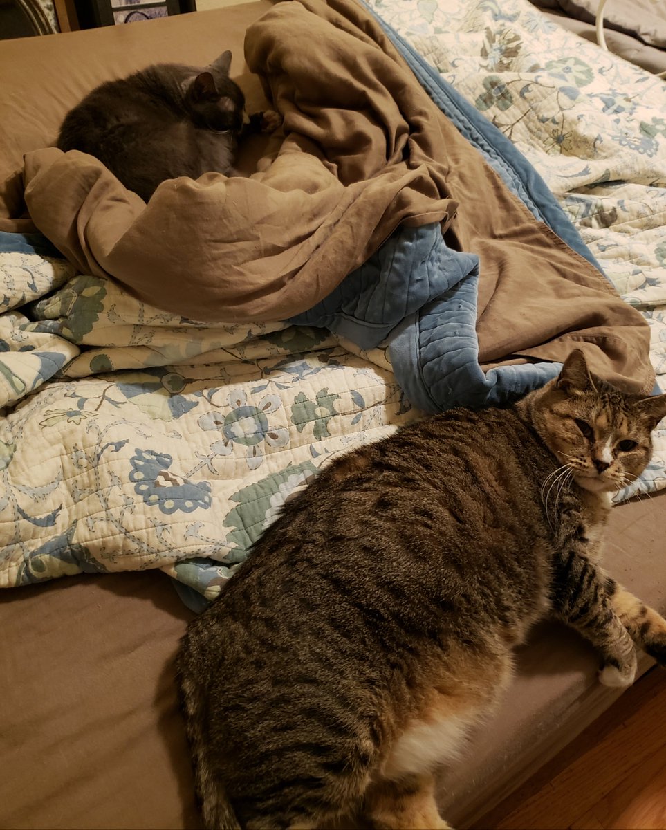 MissyandDorian1's tweet photo. Yes, this *is* our #SundayFunday and no, you cannot make the bed

#CatsOfTwitter #SundayNapday https://t.co/vlfxfLgdde
