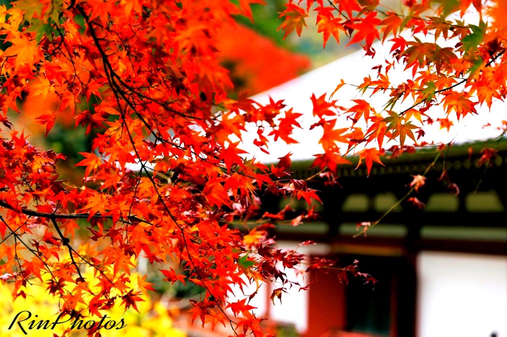 凛 ɢ०ᵒᒄ ʍᵒ ʳᐢⁱᐢᵍ Twitter おはようございます 今日は何の日 綺麗な 風景には 足を止めて ずーっと 見ていられますね 心の癒しを 届けられますようにะ ĥɑvė ă Nicye đɑg 𖡼 𖤣𖥧𖡼 𖤣𖥧 𖥧 𖥧 𓈒