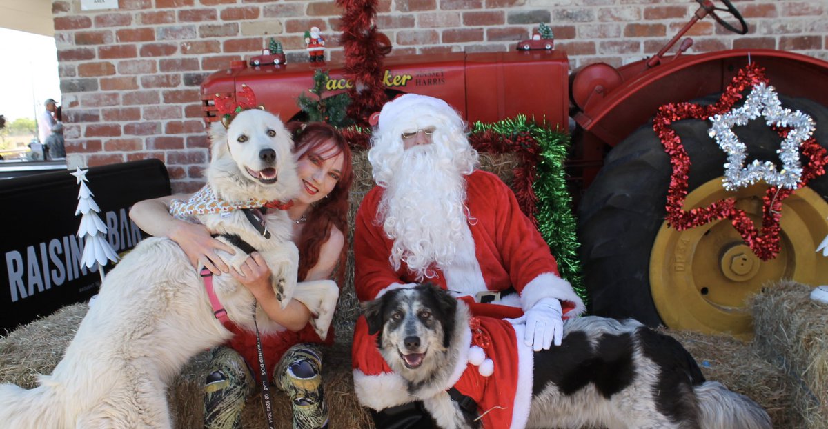 BeeBabette's tweet photo. Sorry Mum and Dad, best I can do at the moment is photos with #Santa with the #furbabies
#christmas #thegrinch #photoswithsanta #SantaPaws #ZephyrtheMaremma #ShakiratheMaremma #Doglyfe #dogmum #livestockguardiandog https://t.co/DETnyhYI3e