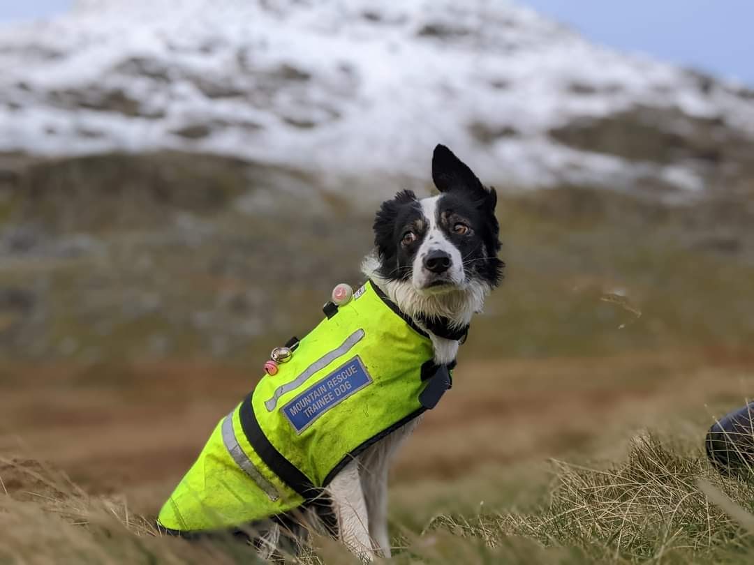 Search Dog Willow tweet media