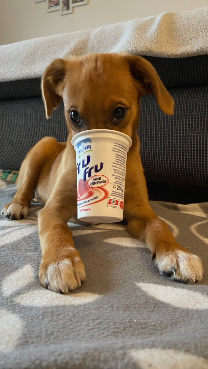 Für alle zum runterkommen: Ein Hund (Mimi) isst sein erstes Joghurt.