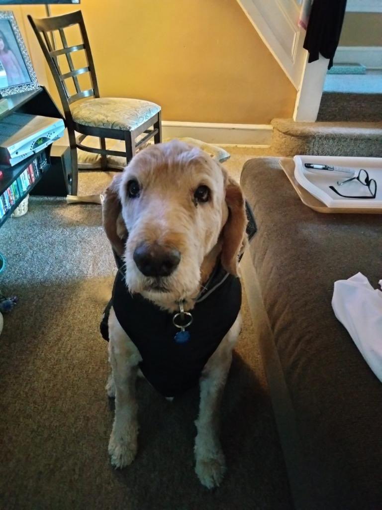 meadowweadow's tweet photo. 🐶: I got a nice coat! #DogsofTwittter #dogsoftwitter #furrytails https://t.co/7w3r73z8LK