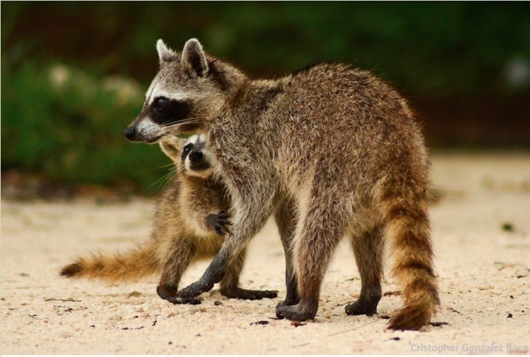 <a href="/omaralpuche/">omar alpuche leal</a> <a href="/AdelBasaldu/">Adel Basaldú</a> Buenos días amigos de la <a href="/ComunidadTecNM/">ComunidadTecNM</a> saludos hasta <a href="/TecNM_LaPaz/">Instituto Tecnológico de La Paz</a> <a href="/ISC_TECLAREDO/">ISC_ITNUEVOLAREDO</a> @itnuevolaredo @ITSMtlapalTD <a href="/tecnmtuxtlagtz/">TecNM campus Tuxtla Gutiérrez</a> <a href="/ITIztapalapaII/">@TECNM-Iztapalapa-II</a> <a href="/ITIztapalapa3/">TecNM Campus Iztapalapa III</a> @TecNMcampusITIZ <a href="/TecNMSalinaCruz/">TecNM - Salina Cruz</a> <a href="/TecNMITSMIGRA/">TecNM - San Miguel el Grande</a> <a href="/TecNM_Iguala/">TecNMIguala</a> <a href="/Tectamazunchale/">TECNM campus Tamazunchale</a> <a href="/itvalletla/">TecNM - Valle de Etla</a> <a href="/TecNMSalinaCruz/">TecNM - Salina Cruz</a> <a href="/TecNMITAP/">TecNM - Agua Prieta</a>