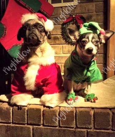 PugHollow's tweet photo. It’s December so Sundays will be #Holidaze. This week’s Holidaze photo is in honor of Miss Fiona. #Fiona #HerNameIsRio #DogsofPugHollow #DogsOfTwitter #DogsOfInstagram. https://t.co/31AQsY1Q3D