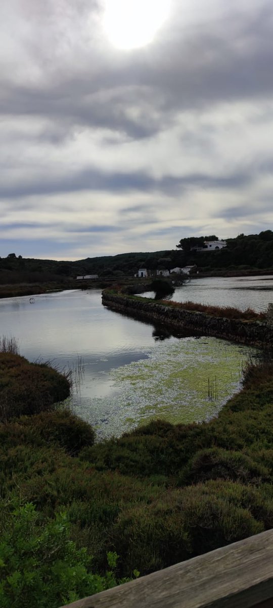 rebeeemm's tweet photo. 3/7
En aquesta ocasió vam començar per s'Albufera des Grau, reserva de la Biosfera, passant per sa platja des Grau i Cala en Vidrier. Vam haver de tornar ja que es va posar a ploure 🌧️🌧️
@EFsaludable_UIB #22121_uib https://t.co/zvE2w4fR88