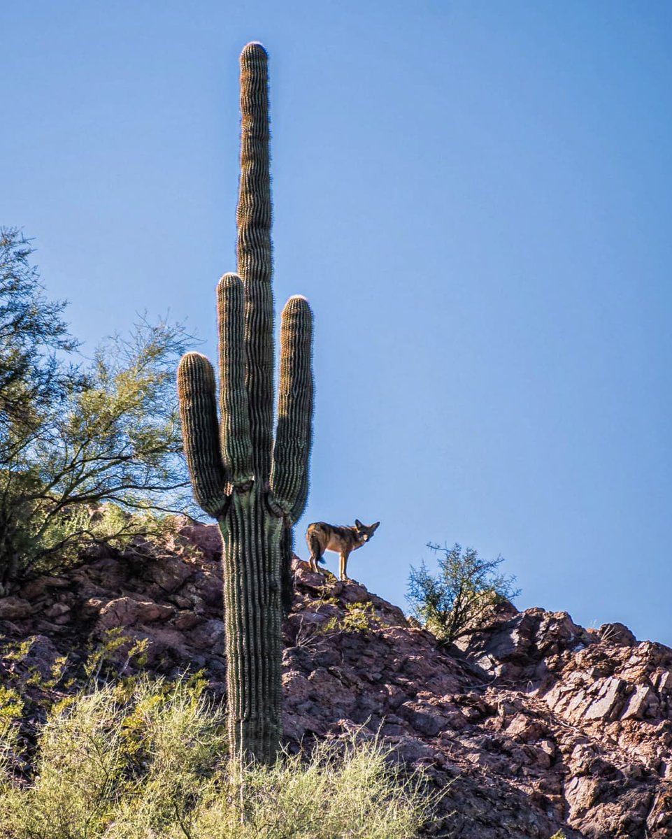 dbgphx's tweet photo. Spotted: Wile E. Coyete at the Garden last weekend. 😲 
. 
📸 : Instagram user @azvistas https://t.co/VmwVJiHKM1