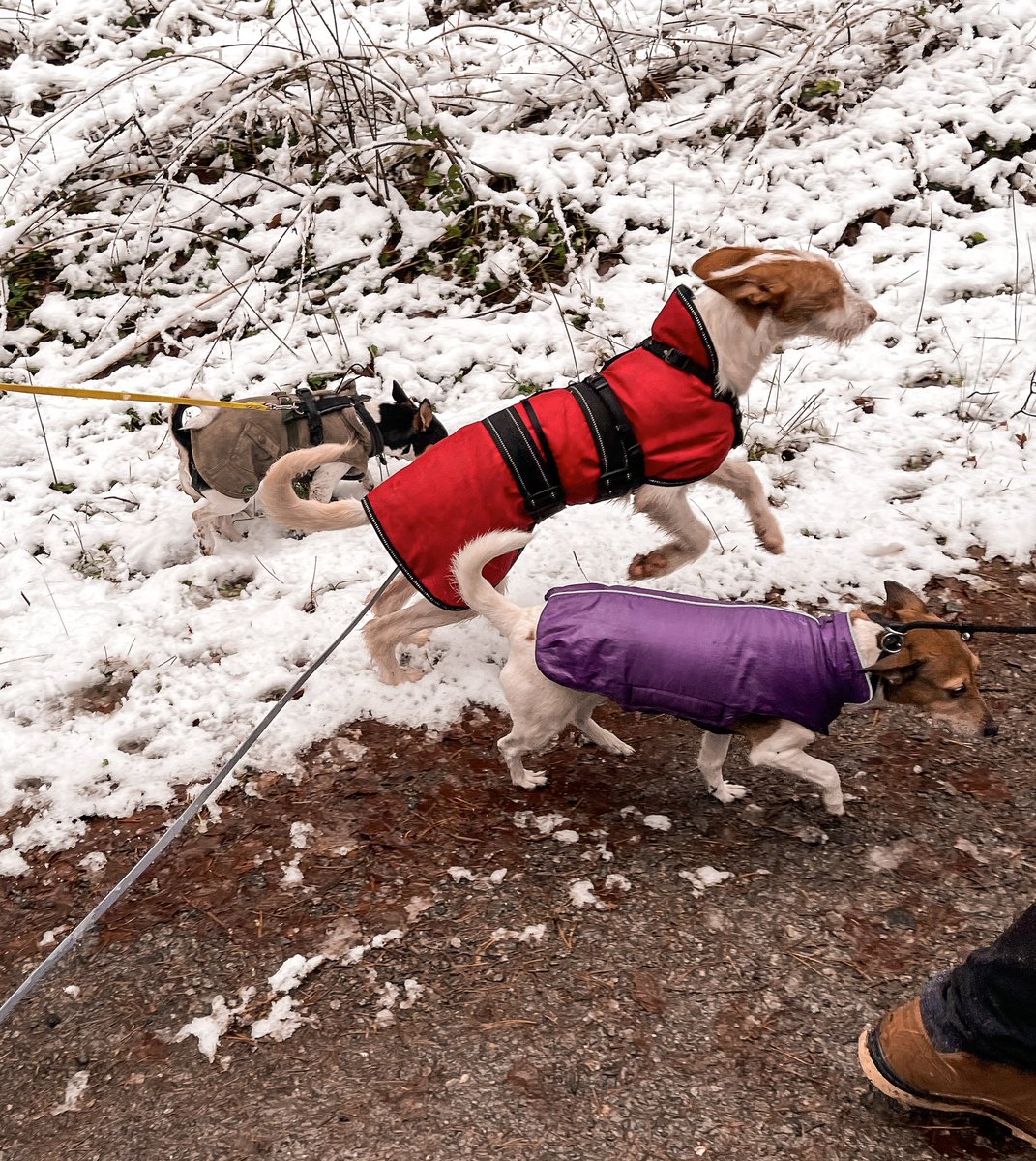 MangoJT's tweet photo. First Snow and first walk in the woods for little Enya. 😍
#podencoibicenco #ibizianhound #snow #WinterWonderland https://t.co/lcxkscckCf