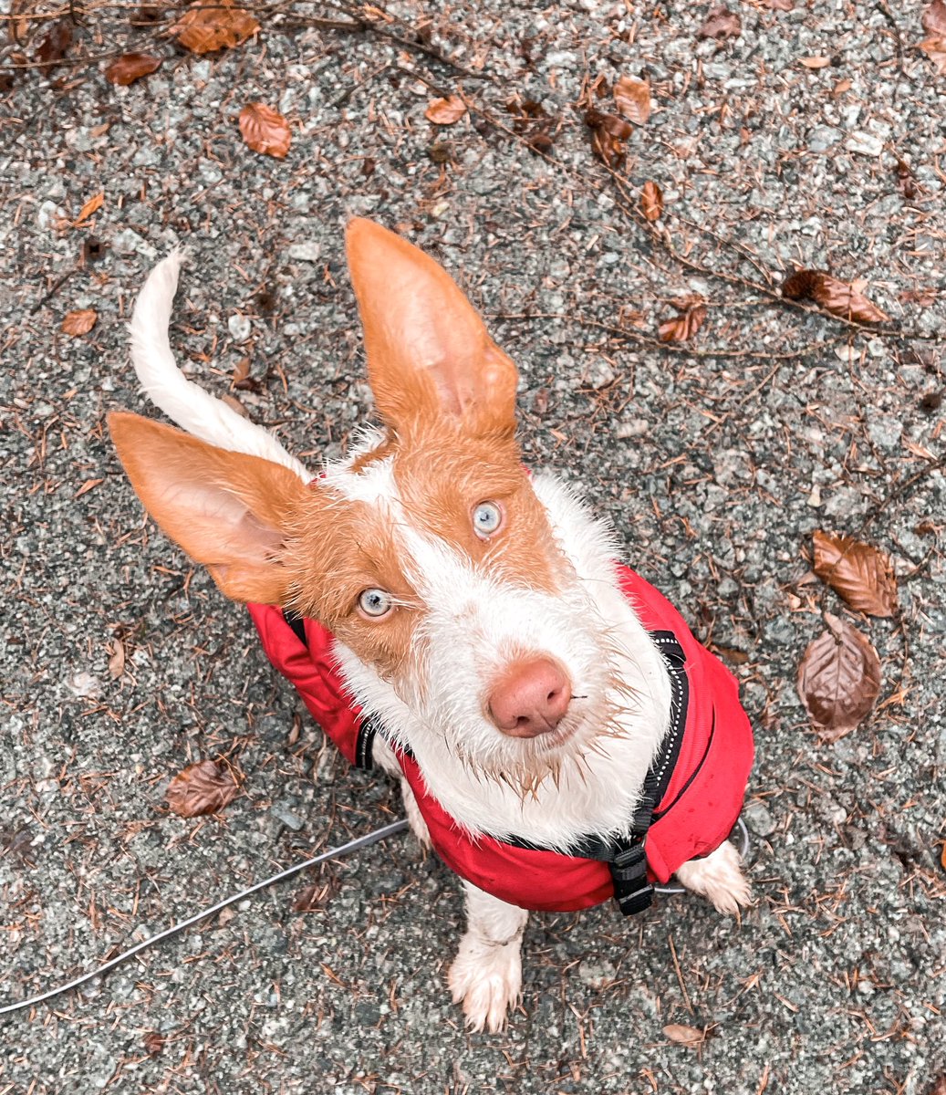 MangoJT's tweet photo. First Snow and first walk in the woods for little Enya. 😍
#podencoibicenco #ibizianhound #snow #WinterWonderland https://t.co/lcxkscckCf