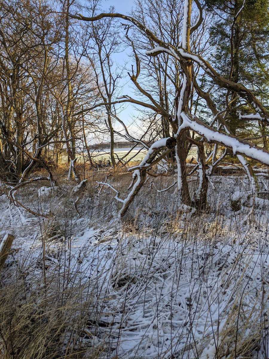 selectscotland's tweet photo. The bad news: the significant damage to trees around the country by #StormArwen. Pics from the team in Aberdeenshire, Perthshire and Coldstream. The good news: we’ve now got over 300 trees in our @treesforlifeuk Select Scotland grove here: https://t.co/yXbLxbjejV.🌳 https://t.co/WbY6bNVmLS