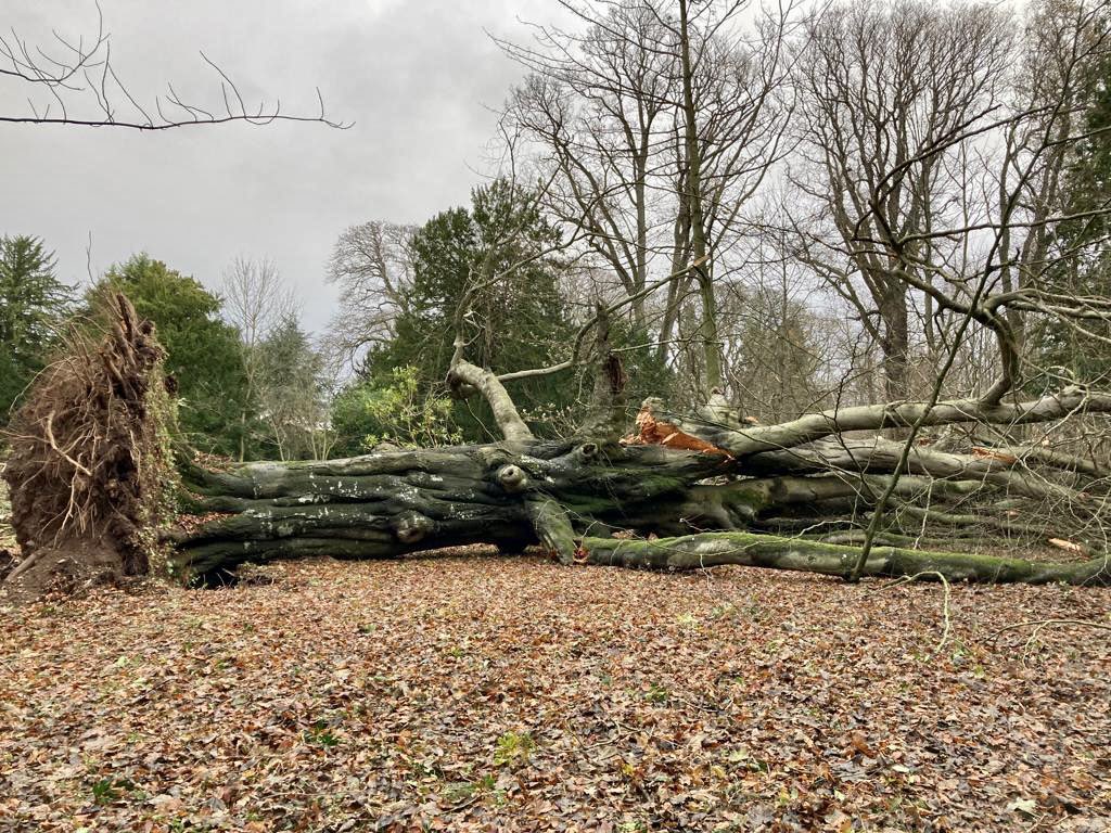 selectscotland's tweet photo. The bad news: the significant damage to trees around the country by #StormArwen. Pics from the team in Aberdeenshire, Perthshire and Coldstream. The good news: we’ve now got over 300 trees in our @treesforlifeuk Select Scotland grove here: https://t.co/yXbLxbjejV.🌳 https://t.co/WbY6bNVmLS