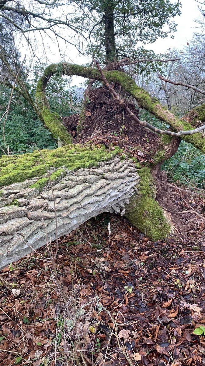 selectscotland's tweet photo. The bad news: the significant damage to trees around the country by #StormArwen. Pics from the team in Aberdeenshire, Perthshire and Coldstream. The good news: we’ve now got over 300 trees in our @treesforlifeuk Select Scotland grove here: https://t.co/yXbLxbjejV.🌳 https://t.co/WbY6bNVmLS