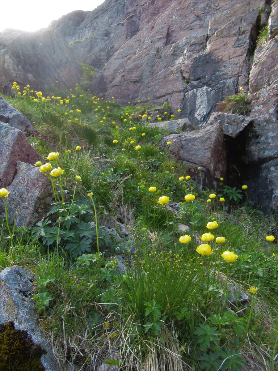 Watts_SH's tweet photo. #TreasuredPlants2021 Day5: #Globeflower (Trollius europaeus). Did you ever see a #flower that made you so happy, you cried? π₯² These did it for me back in June at #Corrour. A wonderful example of regenerating upland #tallherb habitat! π
#wildflowerhour #regeneration #tallherbs https://t.co/W6IkkSEO2I