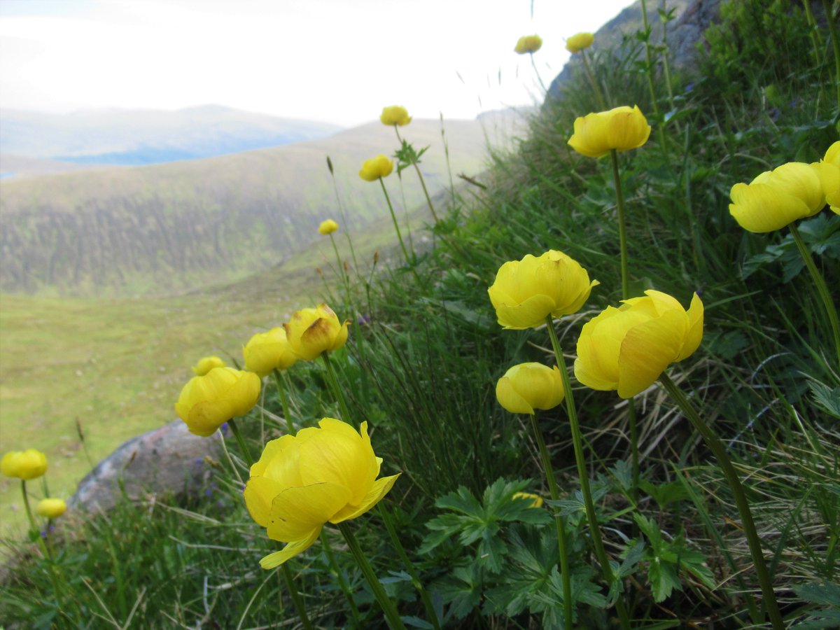Watts_SH's tweet photo. #TreasuredPlants2021 Day5: #Globeflower (Trollius europaeus). Did you ever see a #flower that made you so happy, you cried? π₯² These did it for me back in June at #Corrour. A wonderful example of regenerating upland #tallherb habitat! π
#wildflowerhour #regeneration #tallherbs https://t.co/W6IkkSEO2I