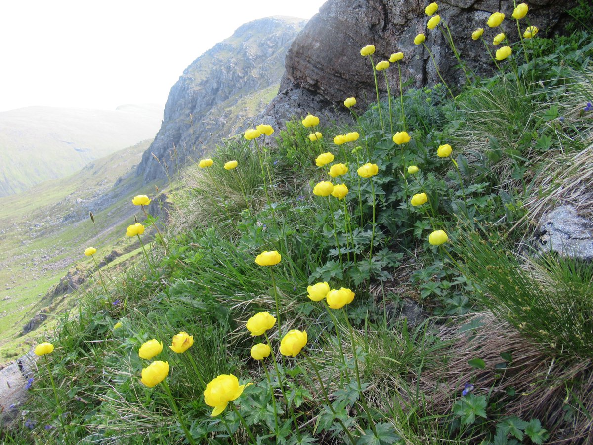 Watts_SH's tweet photo. #TreasuredPlants2021 Day5: #Globeflower (Trollius europaeus). Did you ever see a #flower that made you so happy, you cried? π₯² These did it for me back in June at #Corrour. A wonderful example of regenerating upland #tallherb habitat! π
#wildflowerhour #regeneration #tallherbs https://t.co/W6IkkSEO2I