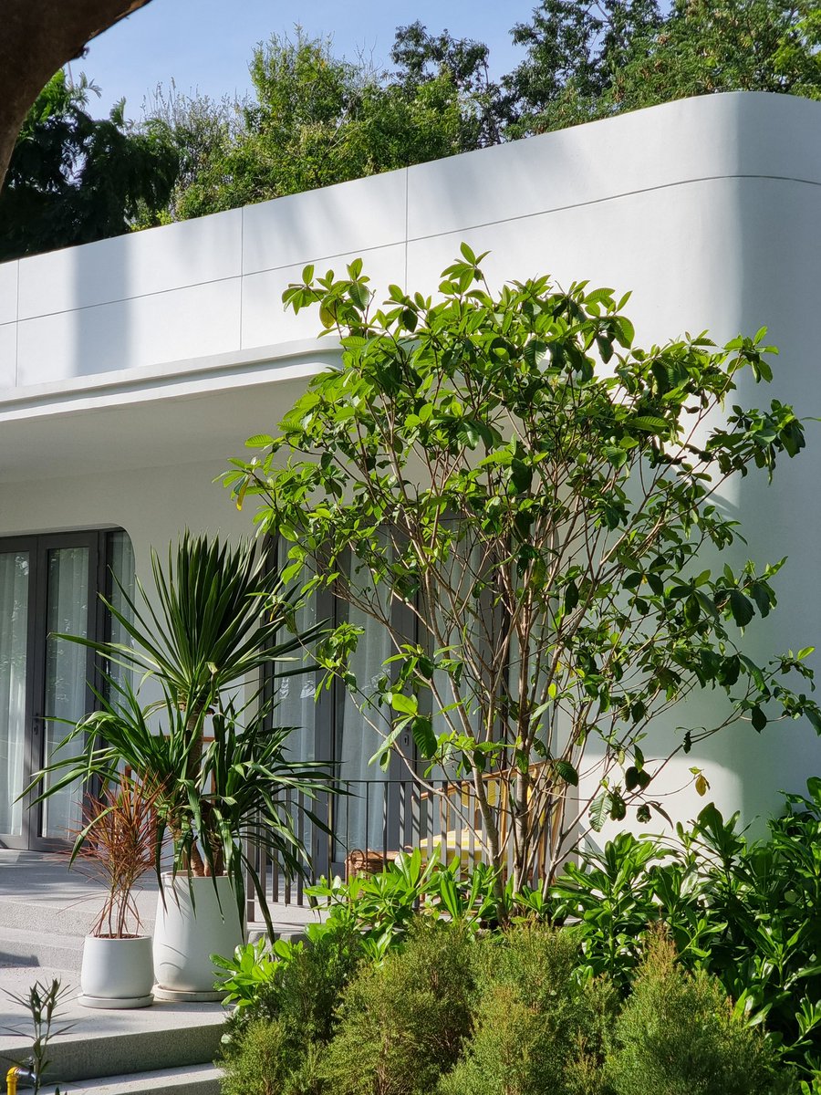 SNuttawat's tweet photo. Actual review after official opening to public at #thestandardhuahin

Overall interior / exterior and landscaping design of the hotel is fun, youthful and stylish. Loved how the villas are grouped into a courtyard housing typology like in L.A.
BUT!!!!!! https://t.co/HXxs8KuNbj