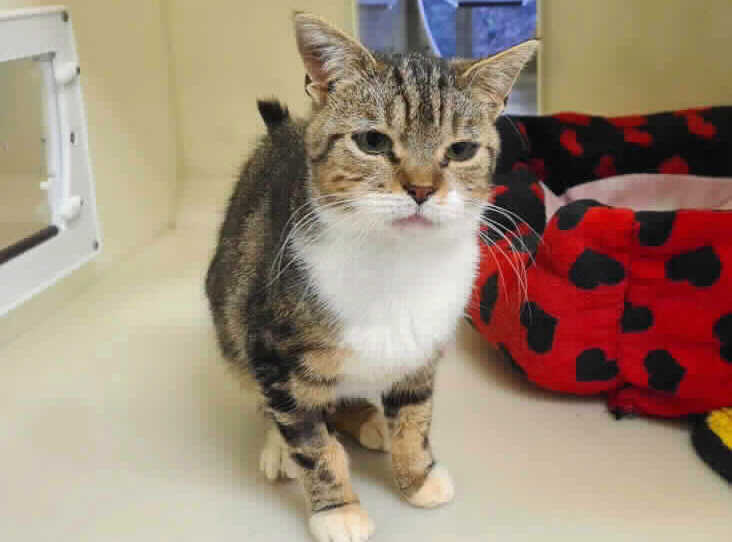 AdoptionsUk's tweet photo. Please retweet to help Olivia find home #SHREWSBURY #Shropshire  #England 

Aged 1, she's affectionate but has had cat flu and so will need to live as an indoor cat. She can live with children aged 11+ as the only pet. Please share🙏
DETAILS👇
https://t.co/tQ0E1o5Eg7
#cats #pets https://t.co/wXf4T26rY7