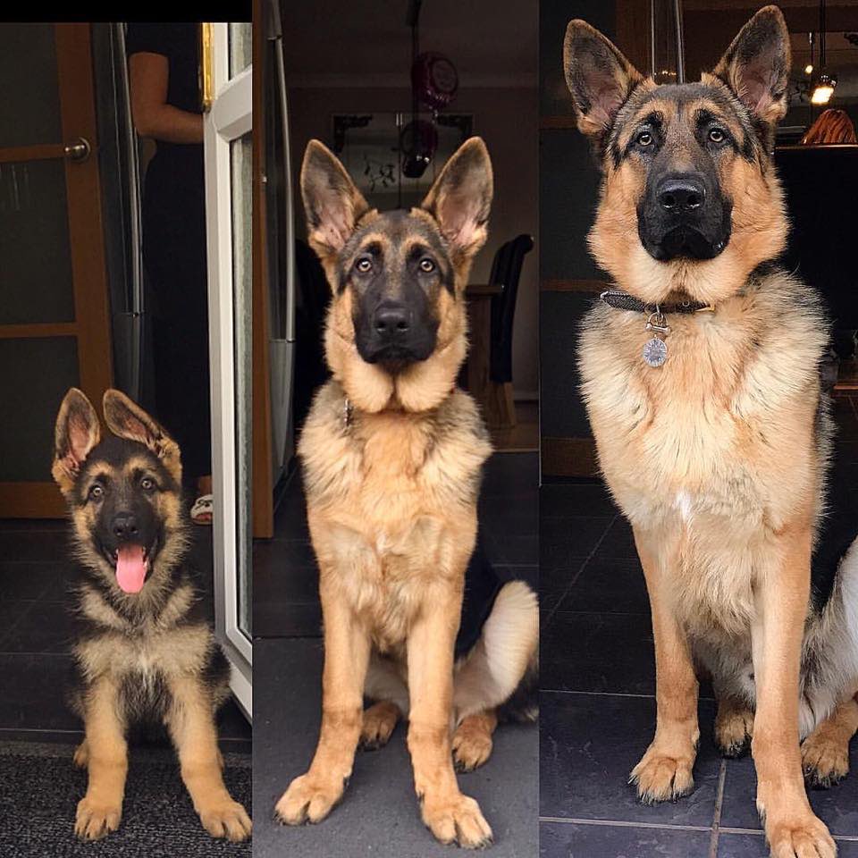 NecesitoUnPerro's tweet photo. El tiempo pasa tan rápido.... https://t.co/XQQpIsEeyD