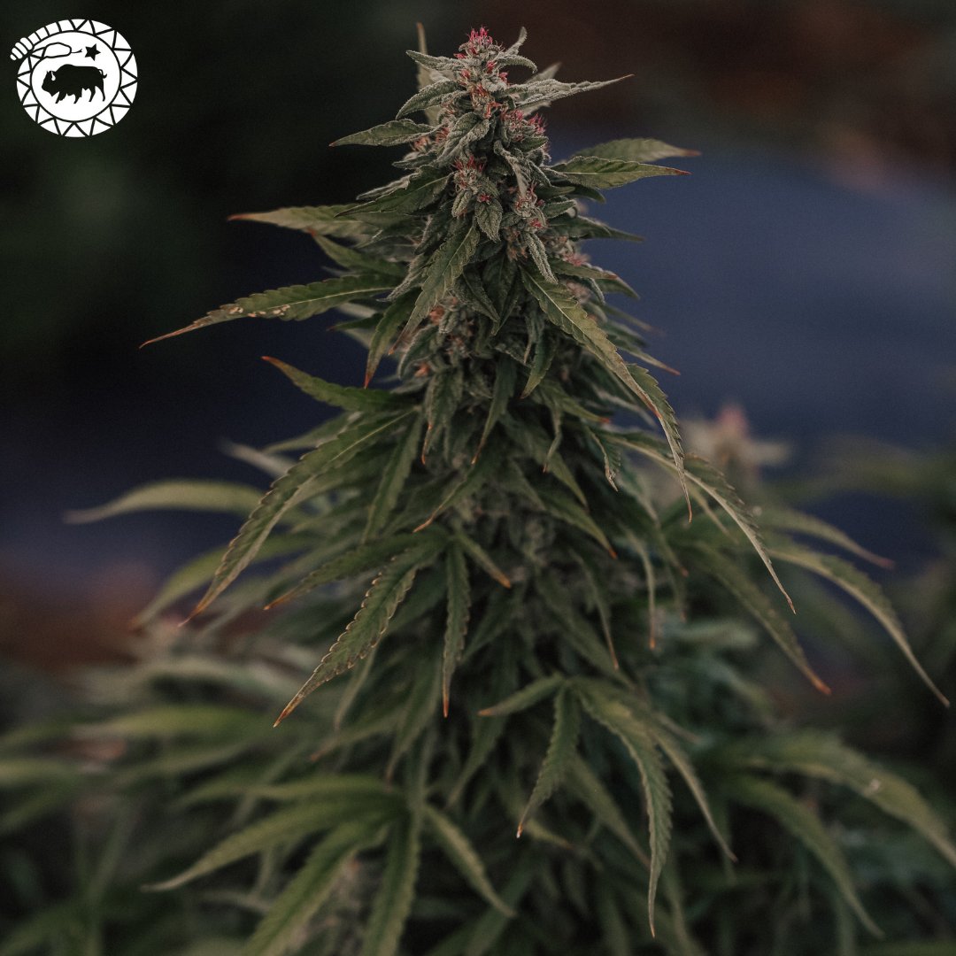 High Grade Hemp Seed tweet media