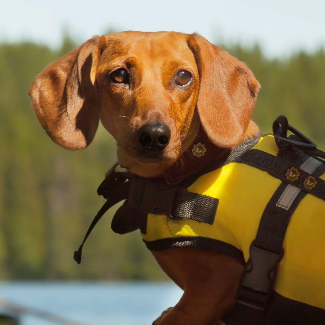 IleanaGarciaUSA's tweet photo. Safety first! The #BoatingSafetyAct of 2022 would require boating safety education for individuals who commit infractions.
 
Help #KeepFLWatersSafe by contacting my office if you’ve witnessed or have been impacted by criminal activity on the #MiamiRiver or #BiscayneBay. #SD37 https://t.co/rcrvCQj6So