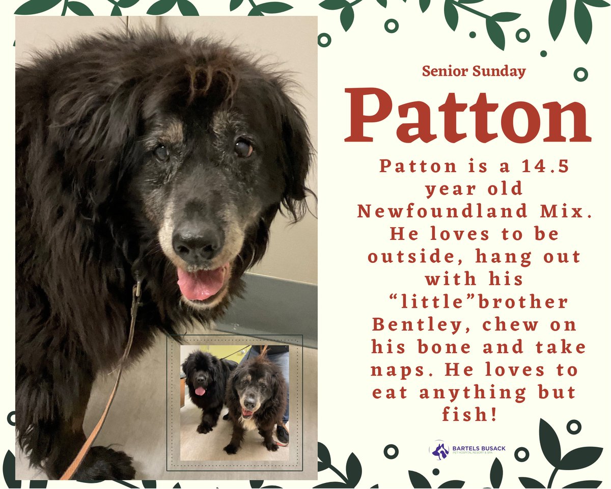 BartelsBusack's tweet photo. Our Senior Sunday Spotlight is Patton! #BBPH #NewfLife #WeLoveSeniors #SeniorSunday #BrotherlyLove #HesGotAGreatHeadOfHair #DistinguishedGentleman https://t.co/1JuroXu8HP