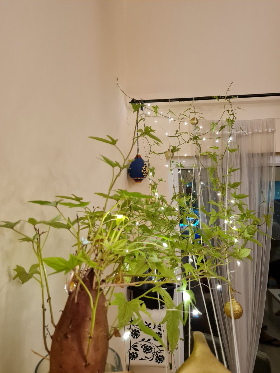alok310777's tweet photo. Good evening 😊 

This is a Sweet Potato 🥔 Vine 🤗

#indoorgarden #JustLikeThat https://t.co/2JUP2Ec7eQ