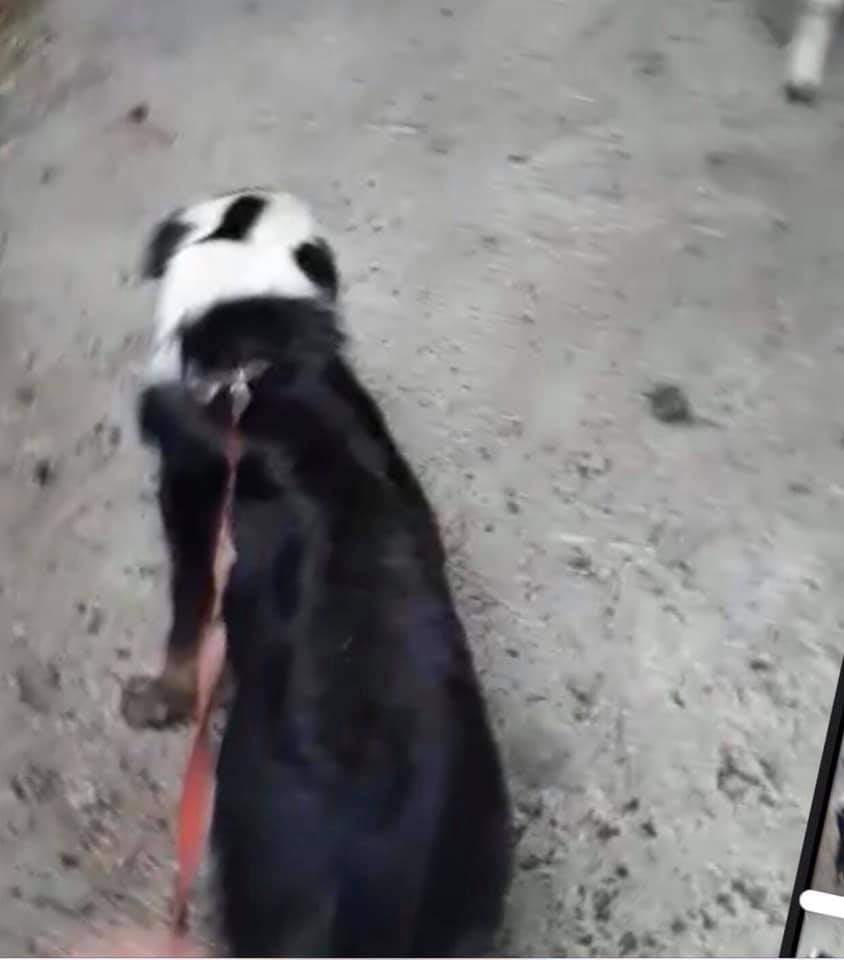 MissingPetsGB's tweet photo. SPOT
#MISSING 5/12/18 VERY RECOGNISABLE LOST WHILE IN TRAINING
#Gwynfe #Llangadog #WALES #SA19
She was 15 months old #BorderCollie
FULL BLACK BODY/TINY bits of tan on legs/LOOK AT THE BLACK SPOT OVER HER LEFT EYE
#FindSpot https://t.co/RGdg78CUg5