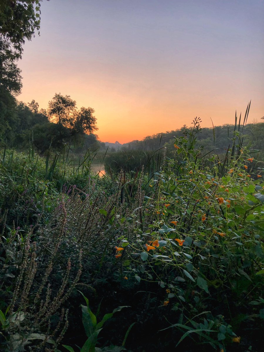 madmal99's tweet photo. A banger of a sunrise from earlier this summer #HendrieValleyTrails #BurlingtonOntario #SundaySunsets #guessingtime
@MadHattersNYC @_sundaysunsets_ @RoarLoudTravel https://t.co/dirVA0gEwV