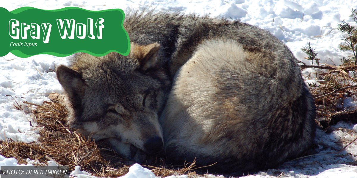 CPAWSNAB's tweet photo. This week's #SpeciesSunday is the gray wolf! Many are fascinated with folklore surrounding wolves and their developed social hierarchies that exist within wolf packs. 

#DYK there are over 30 subspecies of Canis lupus? https://t.co/VyKFYrkHxI