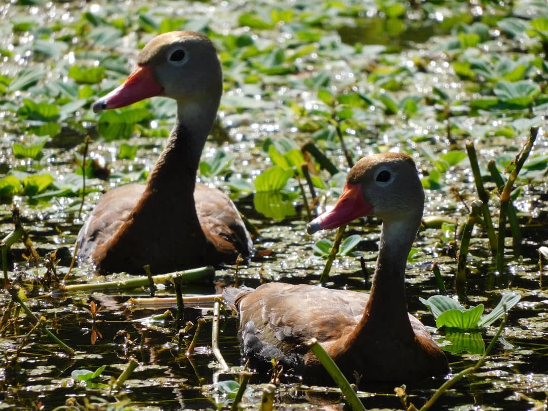 tphilographics's tweet photo. Black-Bellied Whistling-Duck family 
November 2021
 #ducks #familyorfiance #chicks #florida #happysunday https://t.co/GYrcLV4Xpz