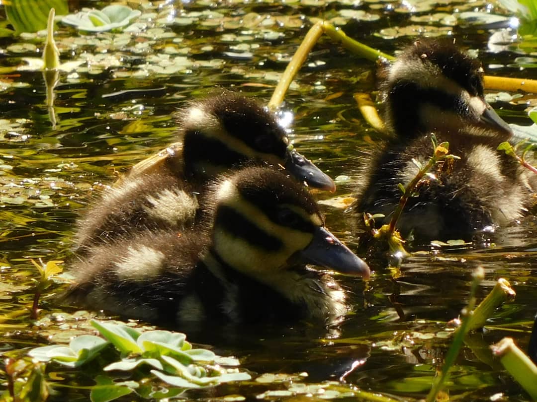 tphilographics's tweet photo. Black-Bellied Whistling-Duck family 
November 2021
 #ducks #familyorfiance #chicks #florida #happysunday https://t.co/GYrcLV4Xpz