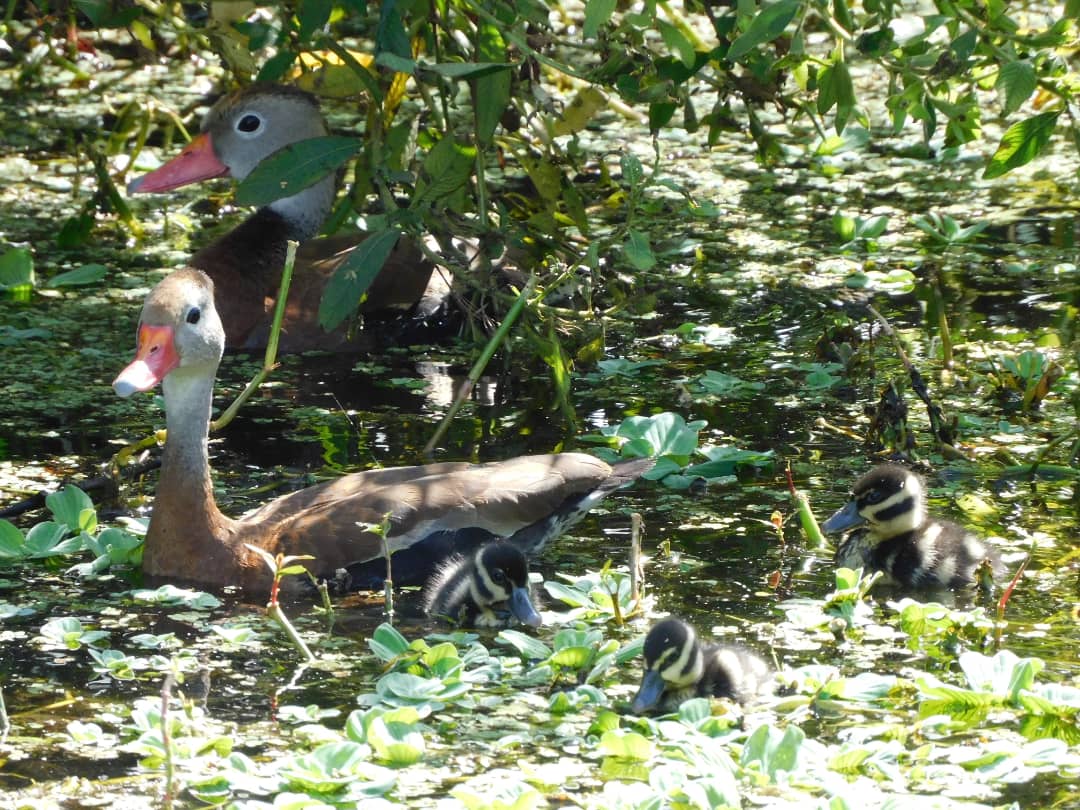 tphilographics's tweet photo. Black-Bellied Whistling-Duck family 
November 2021
 #ducks #familyorfiance #chicks #florida #happysunday https://t.co/GYrcLV4Xpz