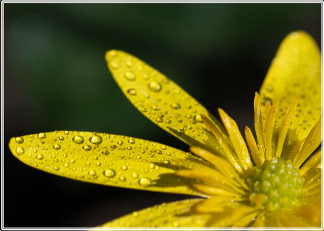 a #wild #flower with #water #droplets, know commonly as a #pilewort provides a #welcoming #feed for many early #insects during the #spring months #flowerphotography #farmyard #countryside #springlife #plantlife. see more at darrensmith.org.uk/livingthings2 #picoftheday #photography
