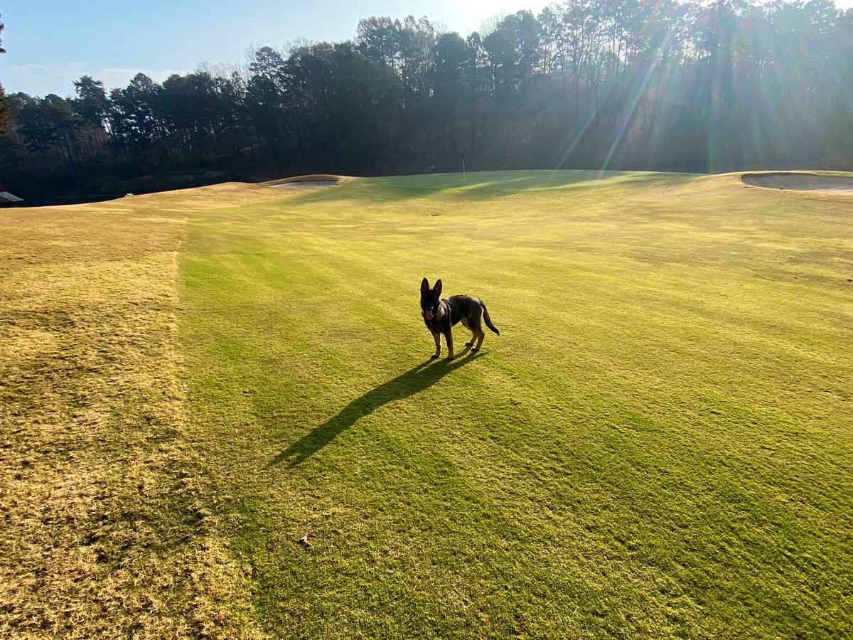 Schatze’s Golf Course Life #DogsOfTurf #Gsd