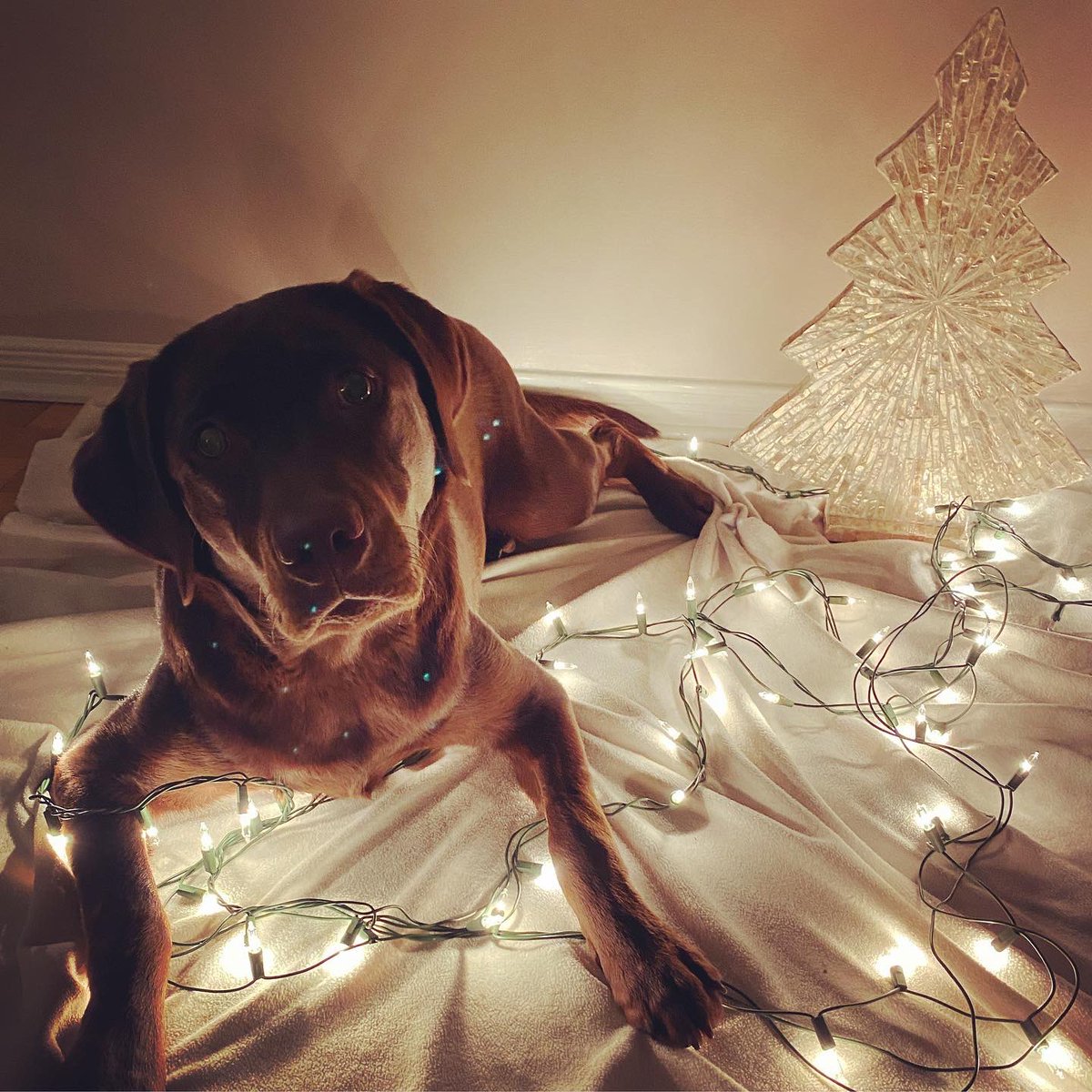 Decorating with Willow 🎄
#puppy #labradorretriever #firstchristmas