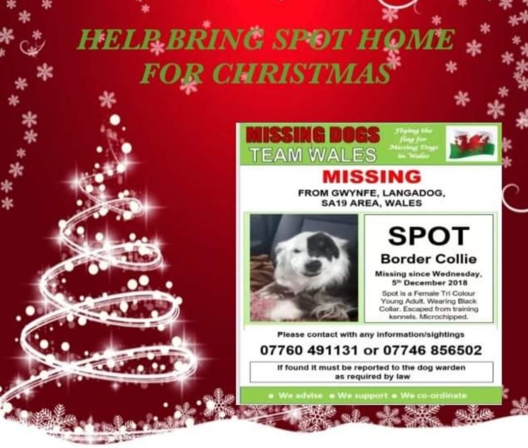 gelert01's tweet photo. ‼️So this is Christmas and what have you done?‼️ Did find #Spot? Kept #Spot? #FindSpot still missing 05/12/2021 #Llangadog #SA19 #Wales #Chipped
https://t.co/32Fnpnc85H @karensarah66 @juliagarland73 @Ritalostdog @veryluckypugs @CDFDirectory @CarolPoyerPeett https://t.co/lk1ZwkfbPH