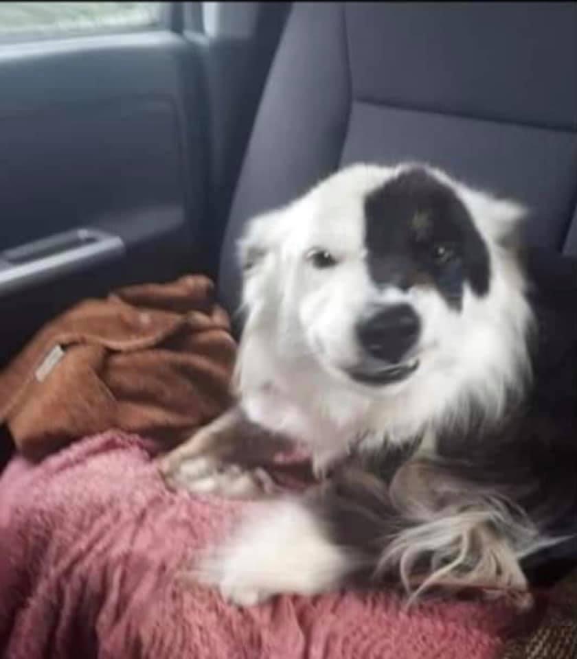 #findSpot
3 years Today #missing 5/12/18
Escaped at 15 mths old from training kennels #Gwynfe #Llangadog #SA19 #Wales 
Female #TriColour #BorderCollie
 #TheftByFinding
Was She #Stolen #PetTheft
facebook.com/groups/3347174……
doglost.co.uk/dog-blog.php?d…