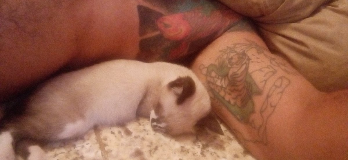 Carlos Renato (@carlosr62822784) on Twitter photo 