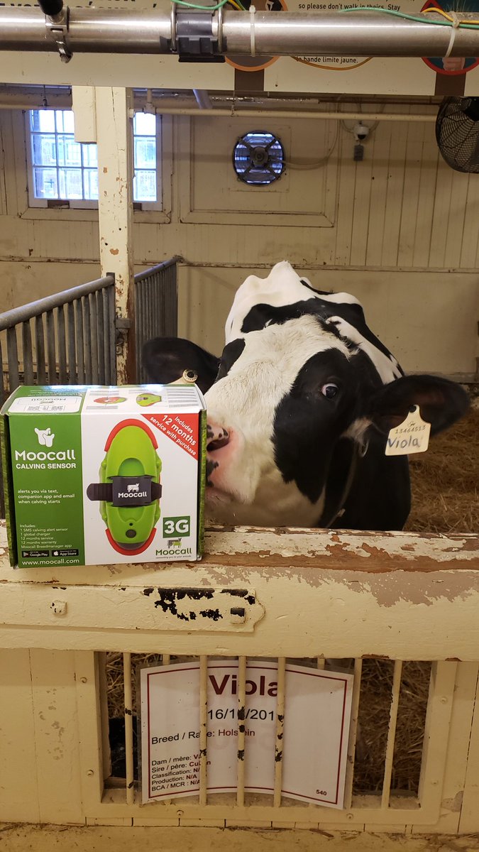 rcgoulet's tweet image. We're going to test this on one of our cows who is about to calve, I'm excited to see how it goes! #FarmTech #BirthAlert