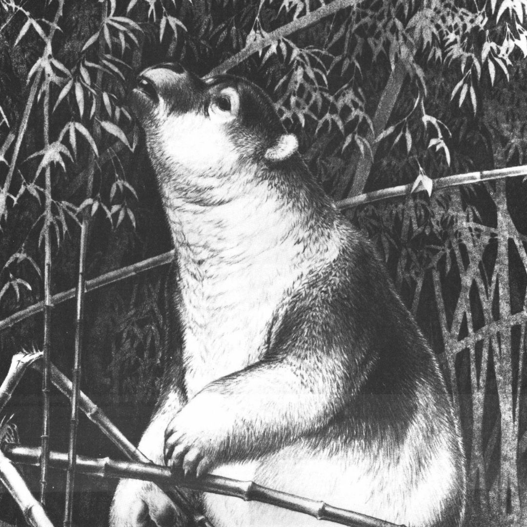 What did the “Beast of Huli" eat? The diet of this bizarre extinct marsupial, which had similarities to both giant wombats and pandas, has remained a mystery. Until now. bit.ly/3rgmvFn 

<a href="/AustmusResearch/">AMRI</a>  Image: Peter Schouten.