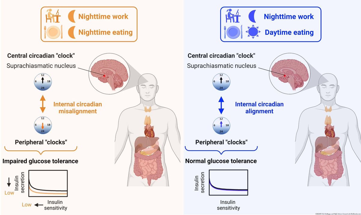 john_damianosMD's tweet photo. Restricting meals to the daytime may help mitigate the risk of metabolic disease in night shift and other nocturnal workers. 🌙 

#medtwitter #medicine #science #diet #nutrition #health #NightShift 

https://t.co/tyUeatI2YJ https://t.co/v5s6oFmbnv